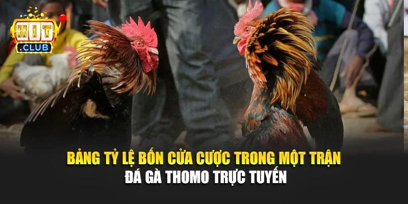 Bảng tỷ lệ bốn cửa cược trong một trận đá gà Thomo trực tuyến