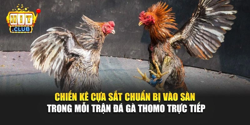 Chiến kê cựa sắt chuẩn bị vào sàn trong mỗi trận đá gà Thomo trực tiếp