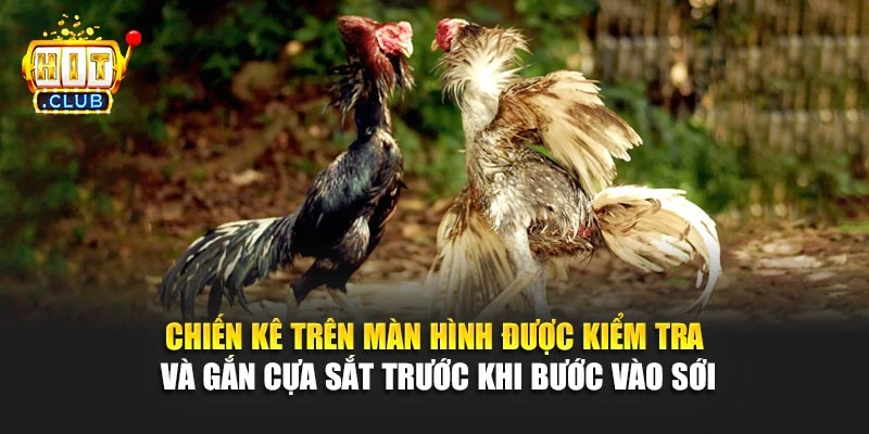 Chiến kê trên màn hình được kiểm tra và gắn cựa sắt trước khi bước vào sới