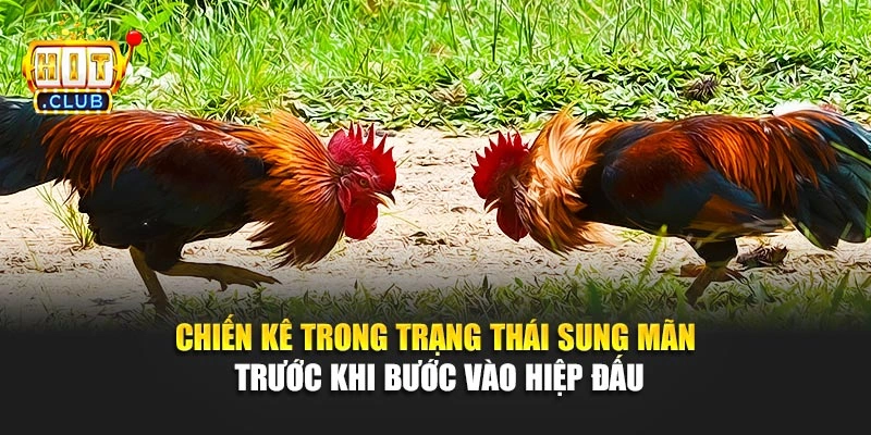 Chiến kê trong trạng thái sung mãn trước khi bước vào hiệp đấu