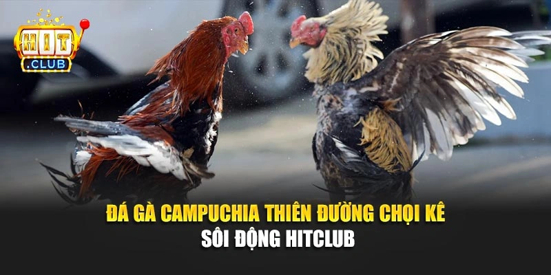 Đá Gà Campuchia – Thiên Đường Chọi Kê Sôi Động Hitclub