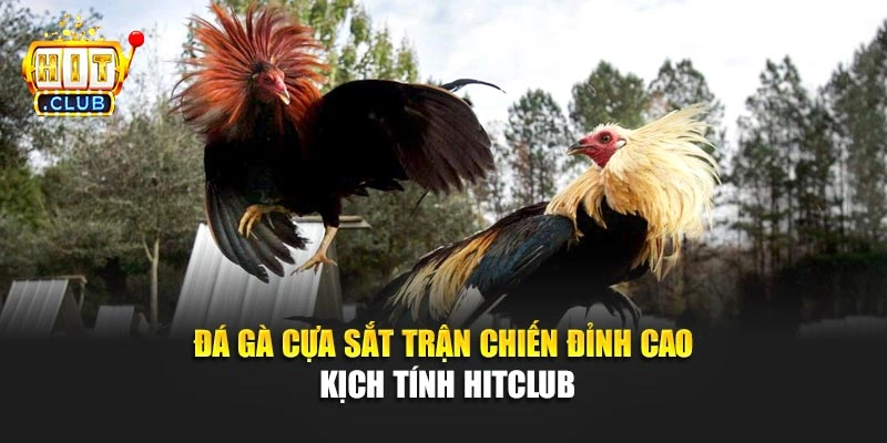 Đá Gà Cựa Sắt – Trận Chiến Đỉnh Cao Kịch Tính Hitclub