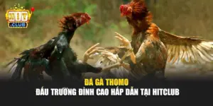 Đá Gà Thomo – Đấu Trường Đỉnh Cao Hấp Dẫn Tại Hitclub