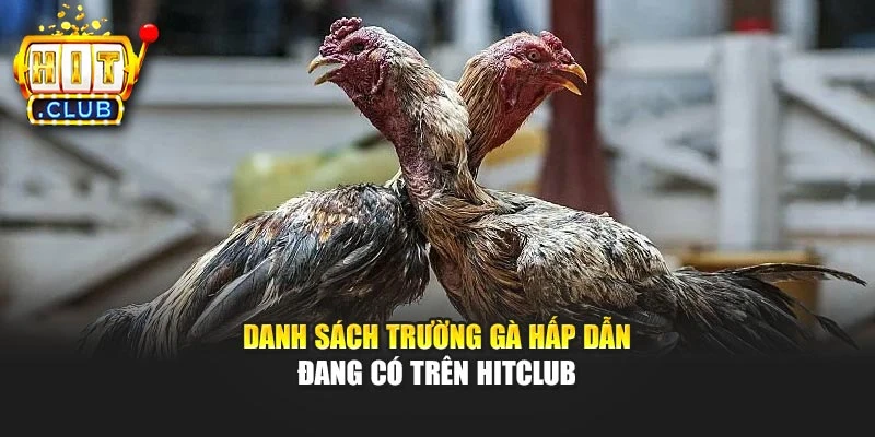 Danh sách trường gà hấp dẫn đang có trên Hitclub