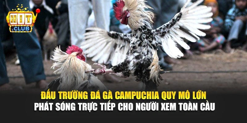 Đấu trường đá gà Campuchia quy mô lớn phát sóng trực tiếp cho người xem toàn cầu