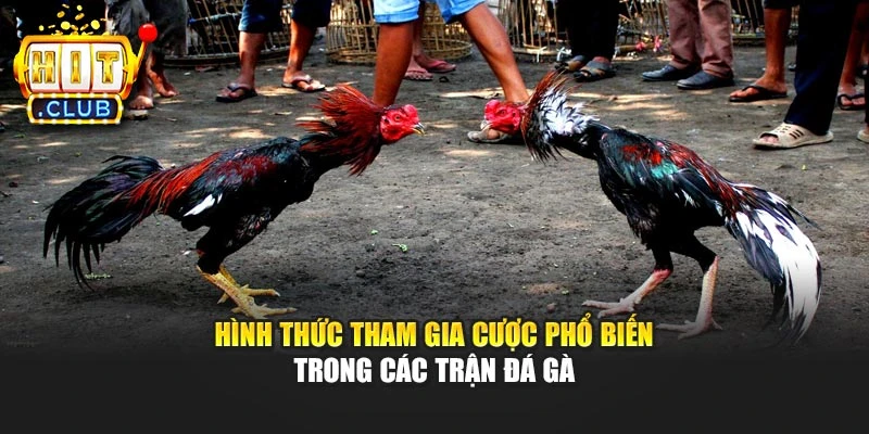 Hình thức tham gia cược phổ biến trong các trận đá gà