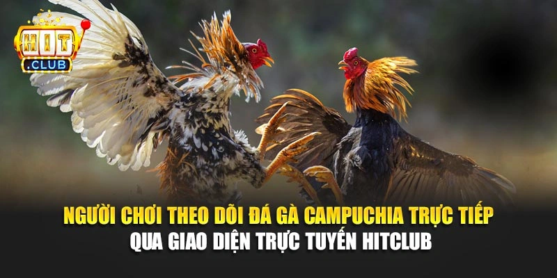 Người chơi theo dõi đá gà Campuchia trực tiếp qua giao diện trực tuyến Hitclub