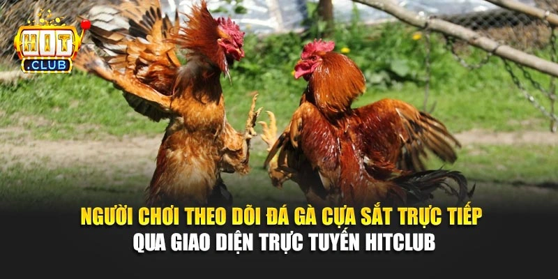 Người chơi theo dõi đá gà cựa sắt trực tiếp qua giao diện trực tuyến Hitclub