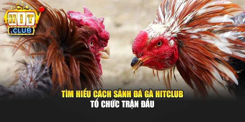 Tìm hiểu cách sảnh đá gà Hitclub tổ chức trận đấu