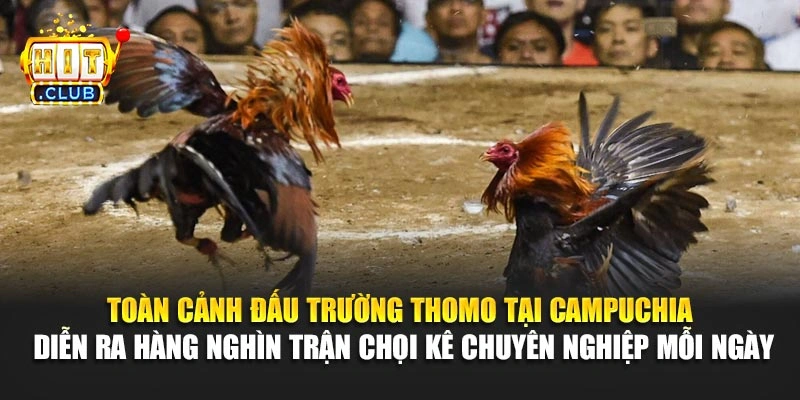 Toàn cảnh đấu trường Thomo tại Campuchia diễn ra hàng nghìn trận chọi kê chuyên nghiệp mỗi ngày
