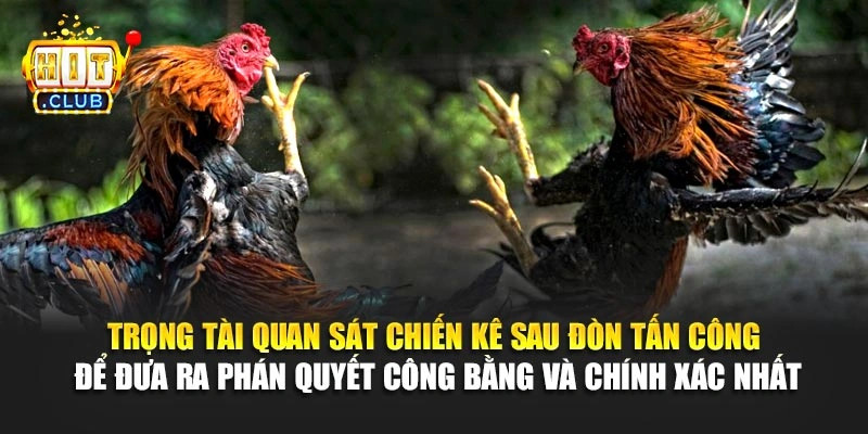Trọng tài quan sát chiến kê sau đòn tấn công để đưa ra phán quyết công bằng và chính xác nhất